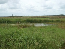 CWetlandsData