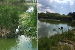 CWetlandsData