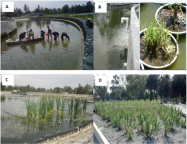 CWetlandsData